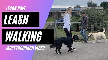 My most detailed leash walking/leash reactivity video ever (Part 1 of 2)