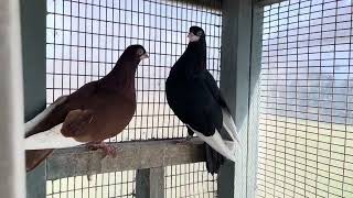 My Dad’s Pigeon Coop Loft Hobby Design Raising Bearded Rollers Pigeons filmed by The Aubin Girl