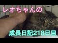 レオちゃんの野良猫から飼い猫になるまでの成長日記218日目 レオちゃんの野良猫から飼い猫になるまでの成長日記218日目