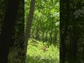 #Deer