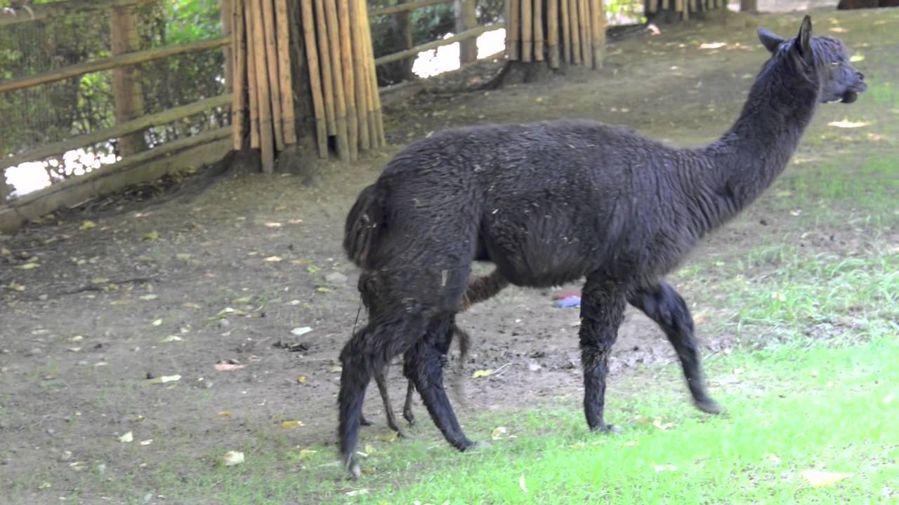 natura plaza cali Parco Natura Viva - Nuovo cucciolo di ALPACA