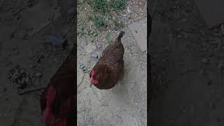 Learn To Speak Chicken