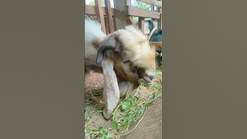 Shaun the sheep | #fypシ #vidio #fypシ゚viral #vidioviral #shaunthesheep #kambingetawa