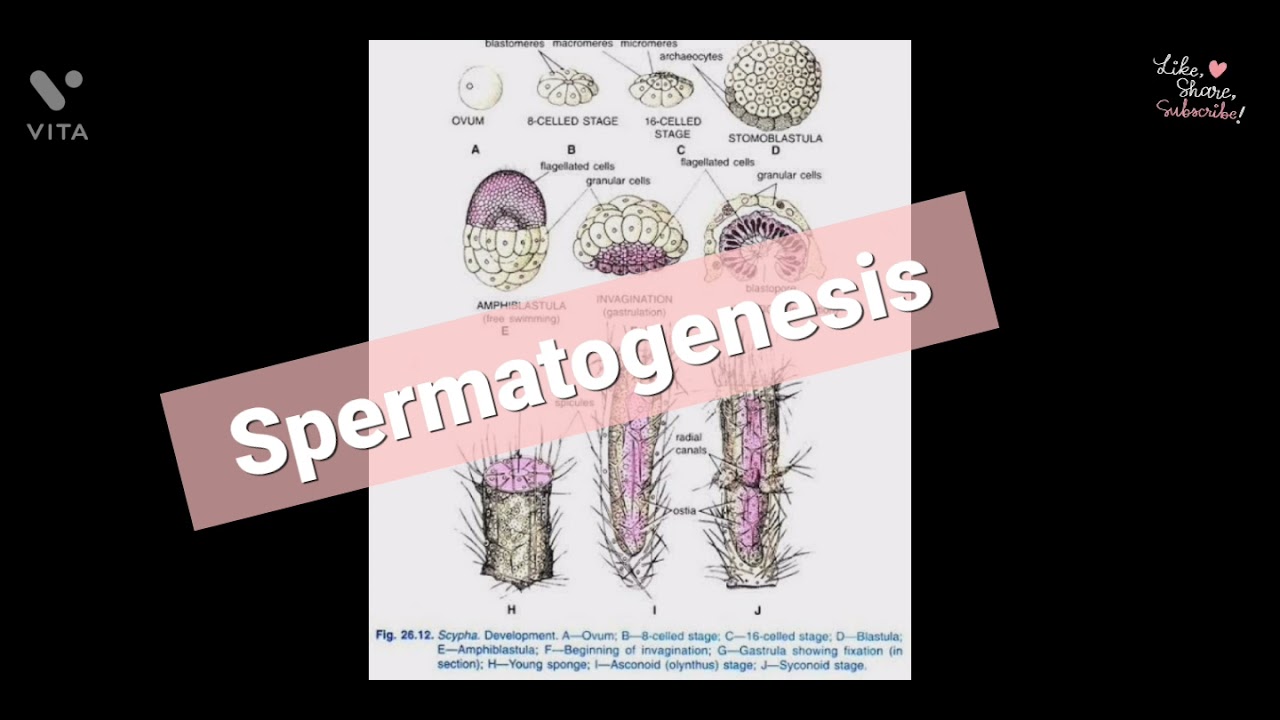 Sycon Reproduction Reproduction in Sycon ( Scypha ) || Asexual Reproduction & Sexual ...