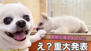 【ご報告】は、、、はじめまして！実は…家族が増えました