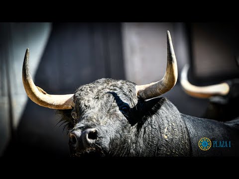 SORTEO | Corrida de toros 15 agosto