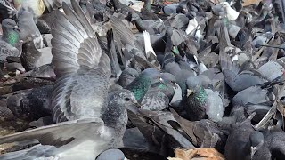 How to Feed Pigeons A Guide to Healthy Eating