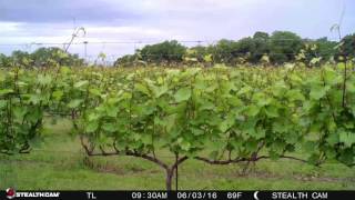 Timelapse of our vineyard growing