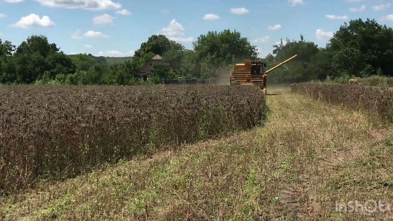 Фацелія. Етапи вирощування. Продаж фацеліі ￼📞0677857870 Світ меду. Черкаси