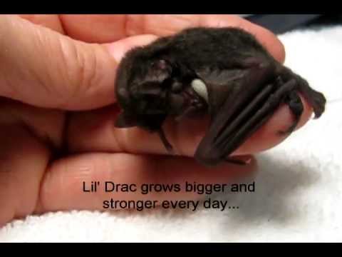 baby vampire bats