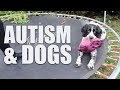 Getting a dog to bond with an autistic child  autism vlog