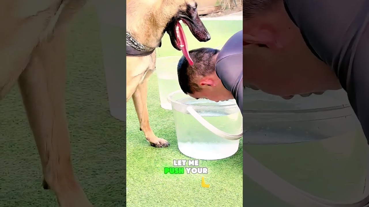 💡🐶😱 The Dog Got Tired… Then Did THIS to Win! #funny