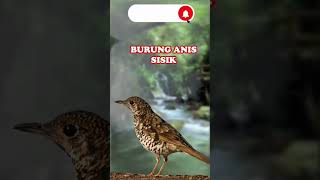SUARA BURUNG ANIS SISIK