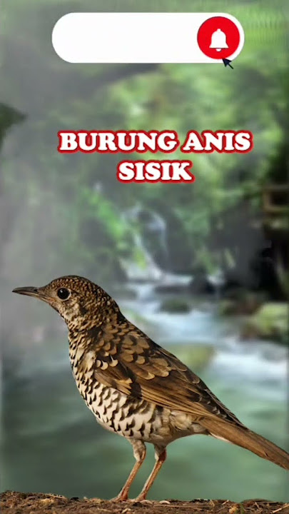SUARA BURUNG ANIS SISIK