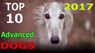Top 10 Advanced Dog Breeds 2017 | Top 10 animals by TOP 10 Animals 1,170 views 6 years ago 4 minutes, 50 seconds