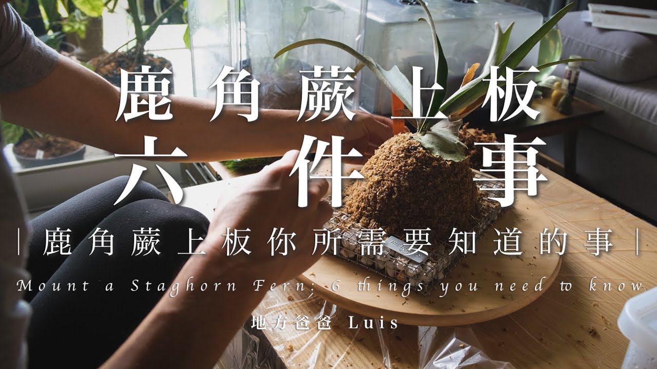 鹿角蕨上板六件事 | 鹿角蕨上板 | 檸檬鹿角蕨 | 蛇籠板
