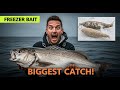 Used Old Freezer Bait — Hooked the Biggest Fish of My Life!
