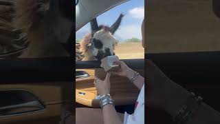 Girl Feeds Alpaca Through Car Window, It Grabs the Box and Rips It Apart