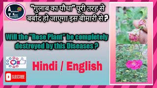 #20 disease of rose plant#all season care of rose plant#rose protect from disease