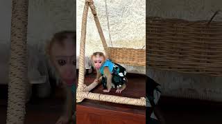 Genius ChavChav Super joyful To Play On Her hammock