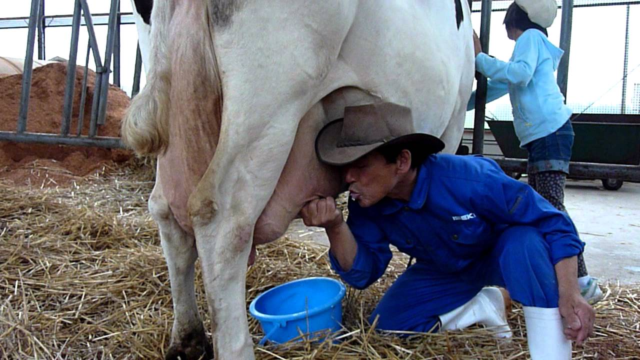 牛の乳搾り体験が終了 群馬 伊香保グリーン牧場 サッと見ニュース 産経フォト