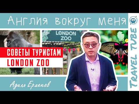Лондонский зоопарк | Советы туристам | Англия вокруг меня