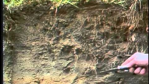 The Brunisolic Order - Canadian Soil Classification Series