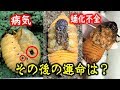 悪夢か奇跡か？　病気や蛹化不全だったカブトムシたちのその後の運命は…カブトムシ＋クワガタ（くろねこチャンネル）