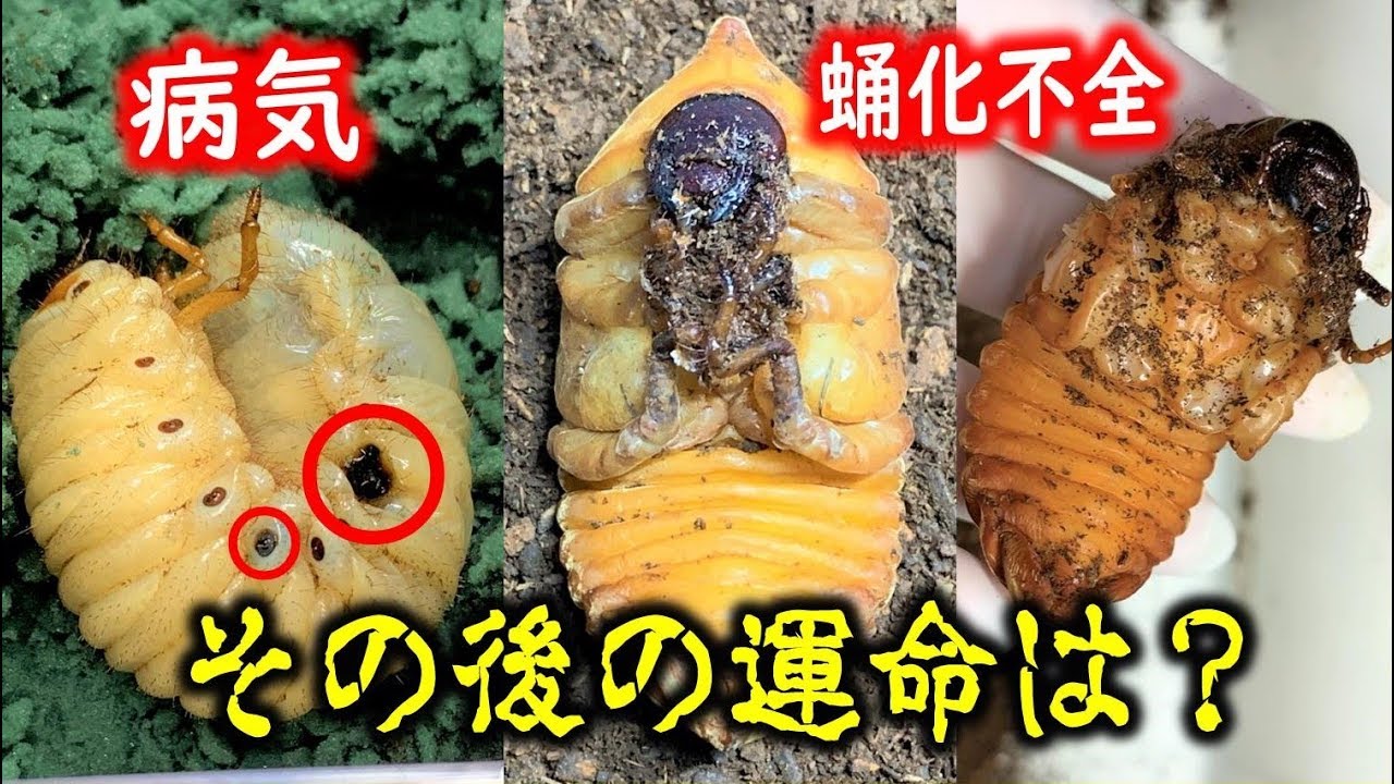 病気 カブトムシ 幼虫 カブトムシの黒点病について、詳しい方の回答をお待ちしております。