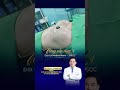 NÂNG NGỰC CHO BODY NHỎ - Bác sĩ Trịnh Quang Đại giải đáp