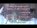 旭山動物園　三姉妹に狩りを仕掛けるオリト　娘のピンチに駆けつけるイオママ　イオの狩りの作戦　フウのピンチ　苦るのが上手なレイ　オリト＆イオちゃんファミリー