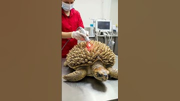 Saving Sea Turtles: An Epic Rescue Operation.