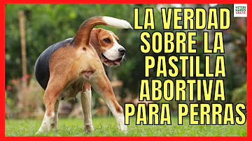 ¿Cómo se llama la pastilla del día después para perros?