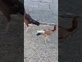 مرغ خروس جوجه این همه مرغوخروسوجوجه داشتم همه شون یکی یکی مردن 