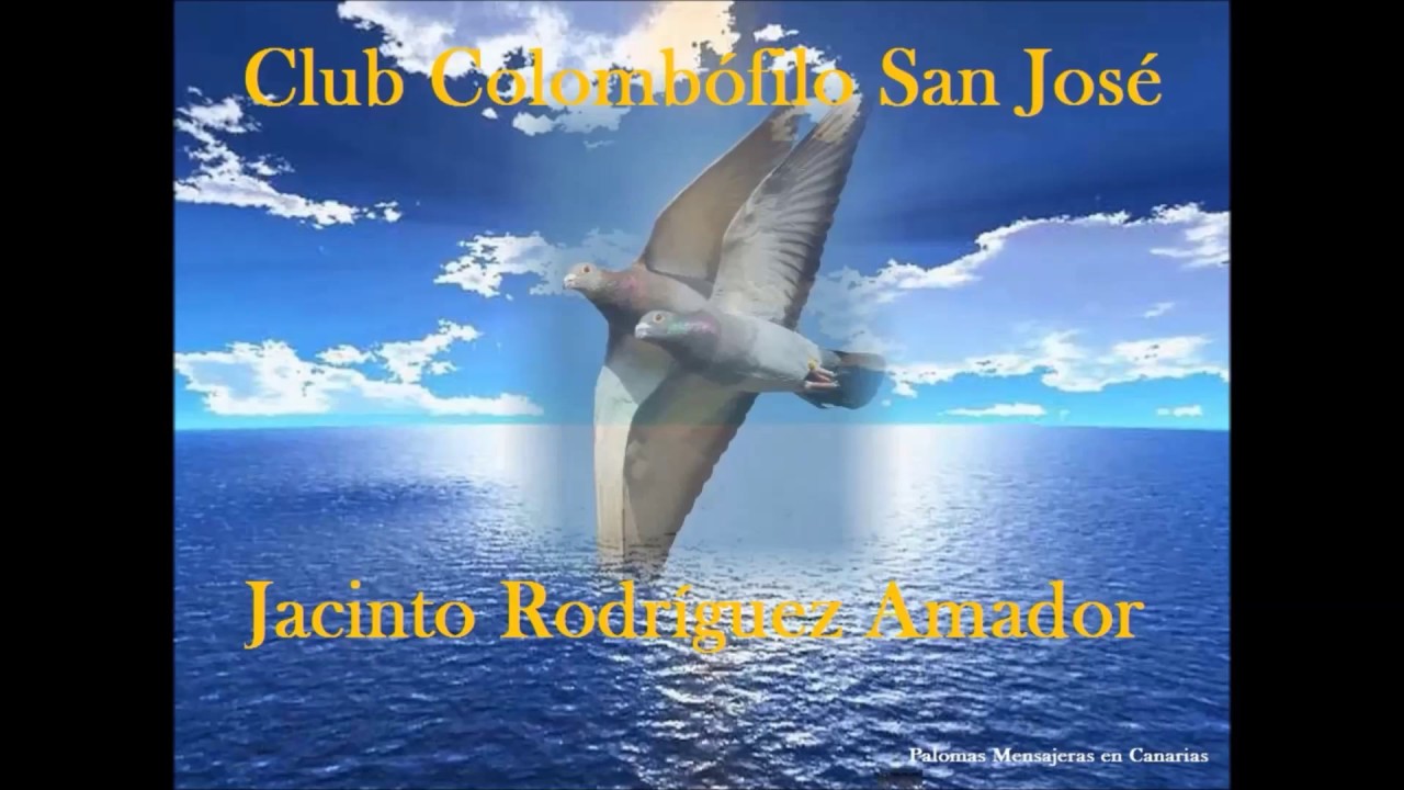 Palomas mensajeras en Canarias. Homenaje Jacinto Rodriguez Amador.