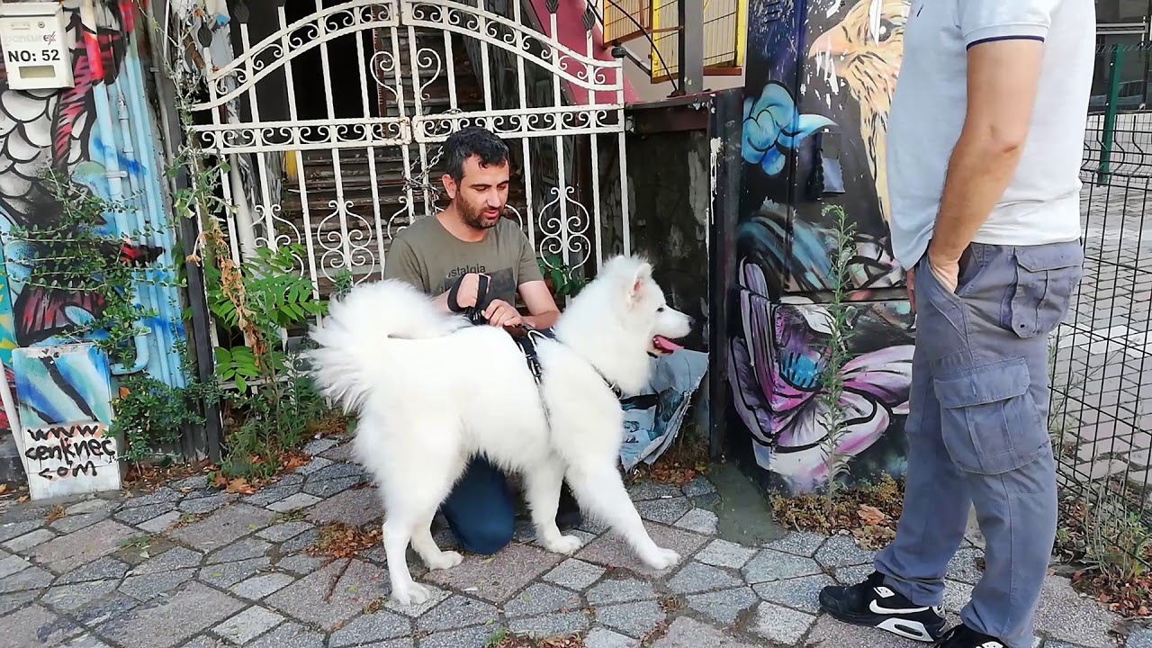 Köpek Cinsleri Samoyed YouTube