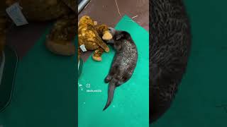 River Otter Pup Playtime