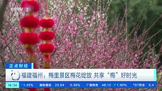 [正点财经]福建福州：梅里景区梅花绽放 共享“梅”好时光| 财经风云
