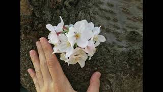 ピアノ小品集 ハ調のロマンス（杉浦菜々子） - 演奏動画のサムネイル