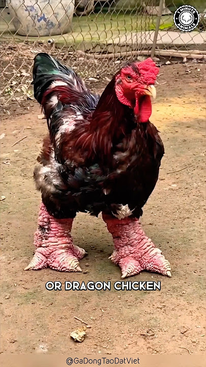 Dragon Chicken 🐓 The MUTANT Chicken!