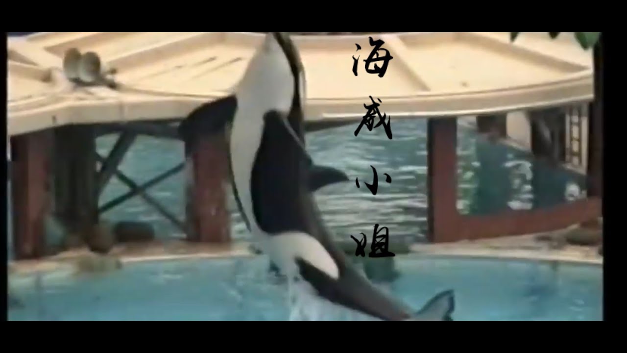 殺人鯨(KILLER WHALE ) 海威小姐