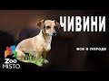 ЧИВИНИ - Все о породе собаки | Собака породы ЧИВИНИ