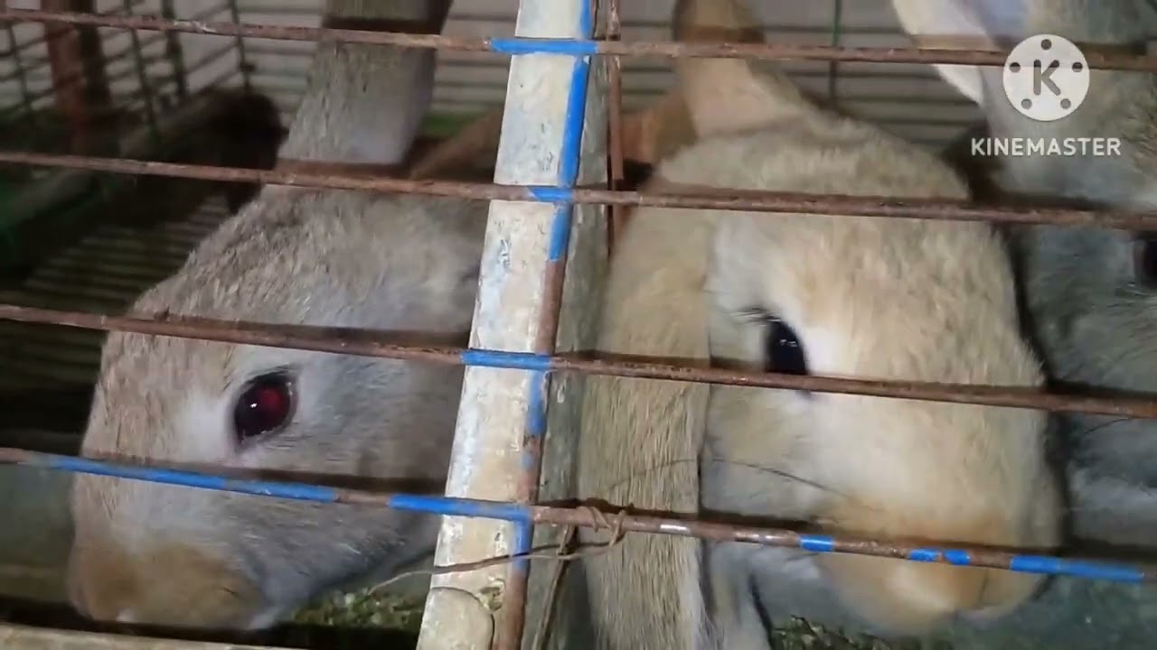 حشره الجرب وكل حاله ولها علاجها وكيفية التخلص منها في مشروع الأرنب