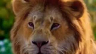 The Lion King 2019 Simbas Growl