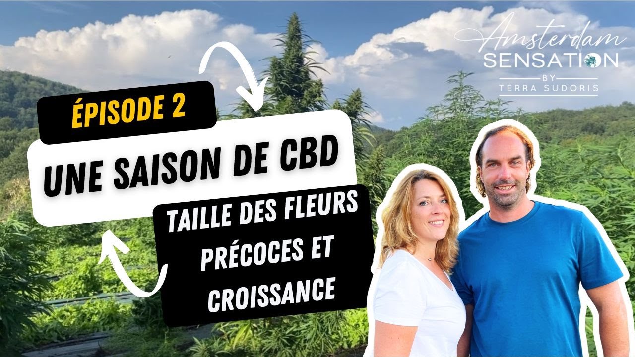 Une saison de CBD Bio. Episode 2 : Comment tailler les autofloraisons et croissance à fin Juillet.