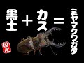 【クワカブ生活】ミヤマクワガタ産卵セット〜割り出しまで【stag beetle】