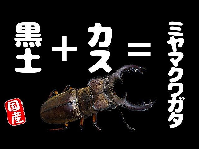 Stag Beetle Life] The Deformed Rainbow Stag Beetle Found at the