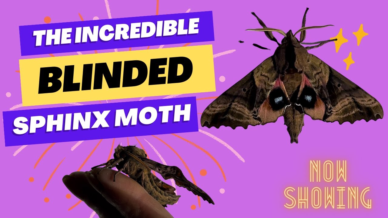 The Blinded Sphinx Moth