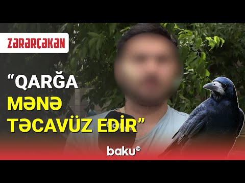 Bakıda qarğa gəncə hücum edib