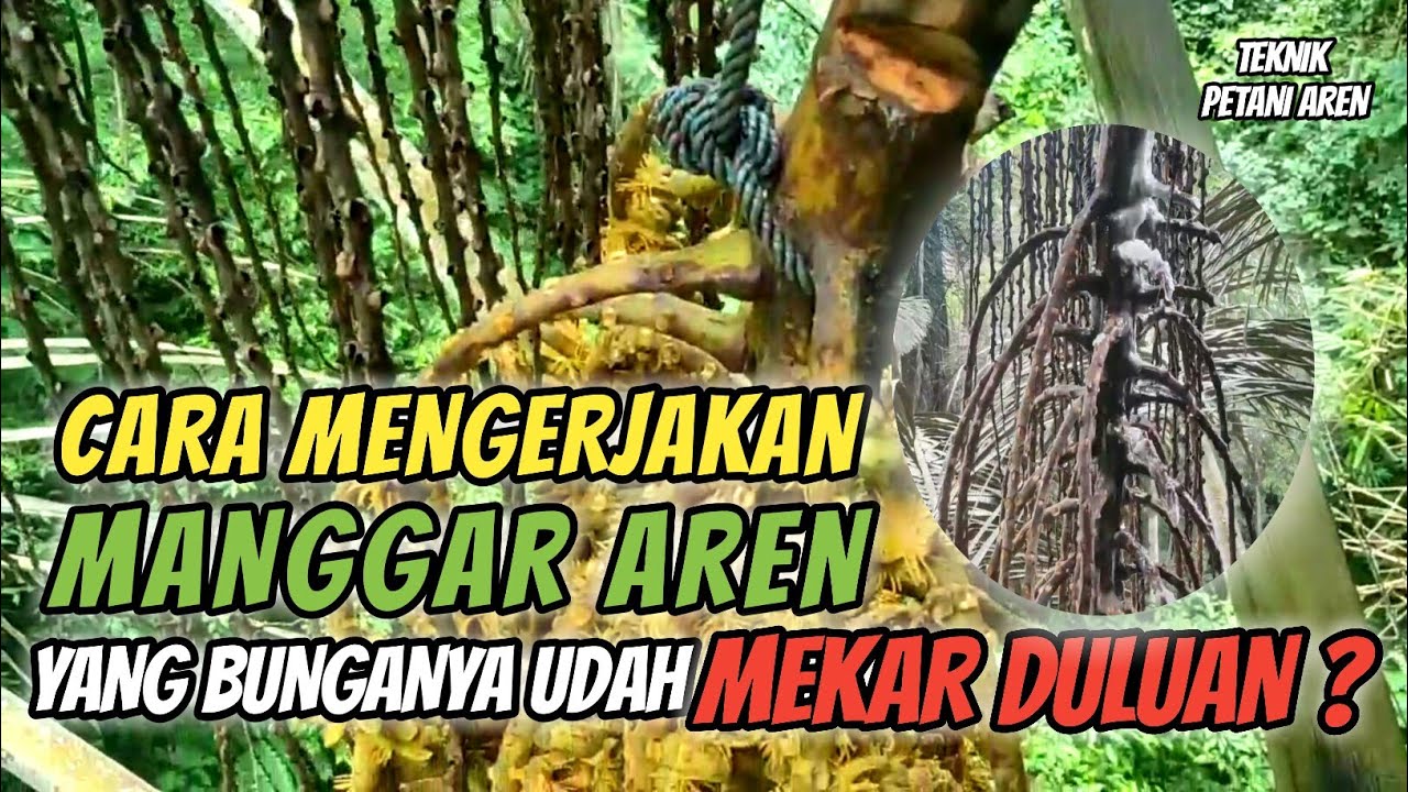 CARA MENGERJAKAN MANGGAR AREN YANG BUNGANYA UDAH MEKAR DULUAN? | pohon aren | Petani aren